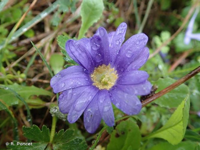 Anémone des Apennins (Anemone apennina) © R. Poncet