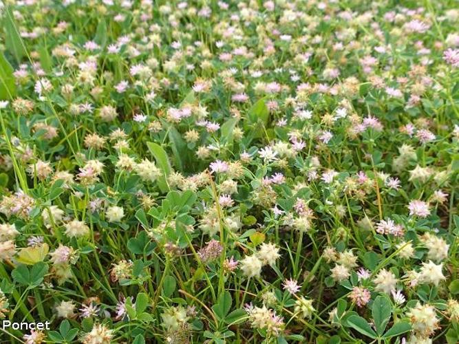  Trèfle de Perse (Trifolium resupinatum) © R. Poncet