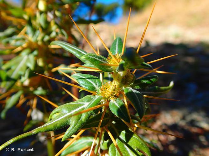 Lampourde épineuse (Xanthium spinosum) © R. Poncet