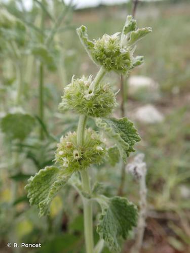  Marrube vulgaire (Marrubium vulgare) © R. Poncet