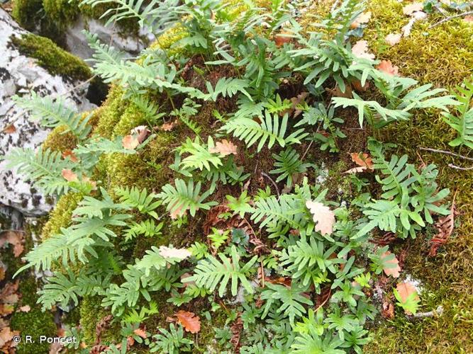 Polypode austral (Polypodium cambricum) © R. Poncet