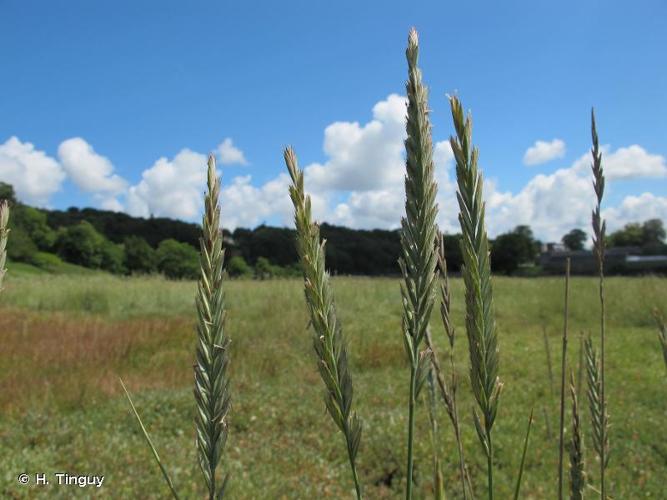  Chiendent aigu (Elytrigia acuta) © H. Tinguy