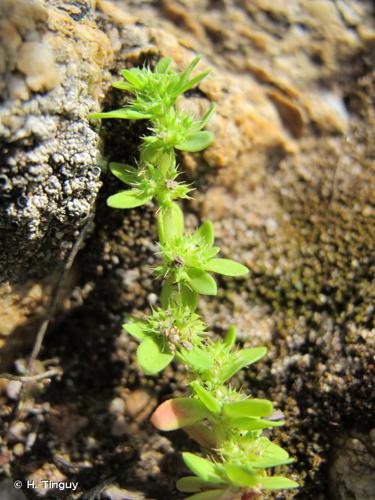  Polycarpe à quatre feuilles (Polycarpon tetraphyllum) © H. Tinguy