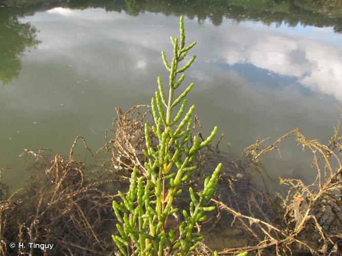 Salicorne vivace (Sarcocornia perennis) © H. Tinguy