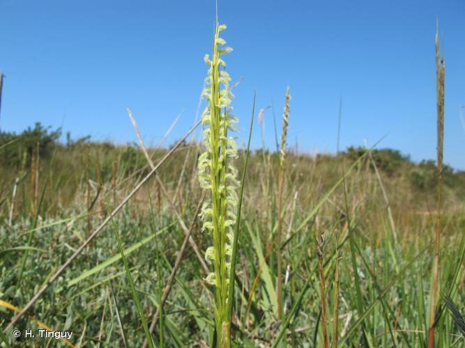 Spartine de Townsend (Spartina x townsendii) © H. Tinguy