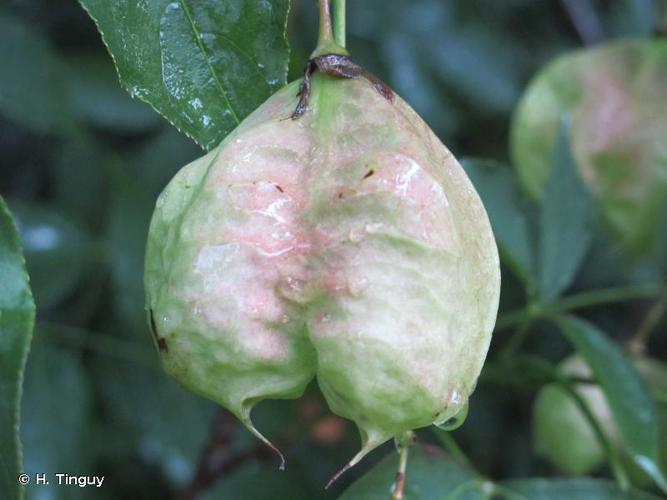  Staphylier penné (Staphylea pinnata) © H. Tinguy