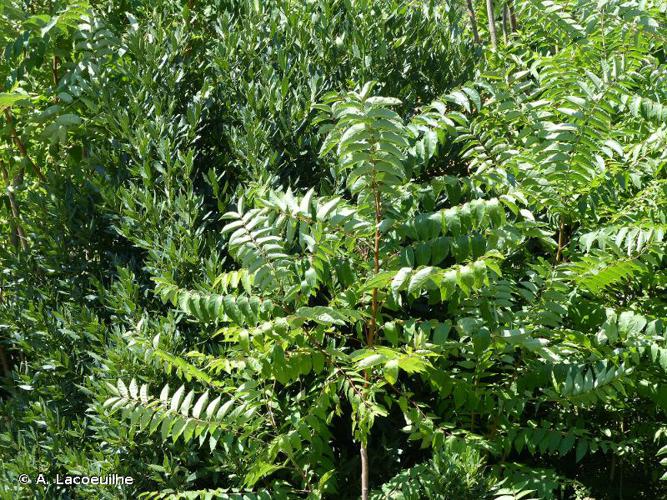  Faux vernis du Japon (Ailanthus altissima) © A. Lacoeuilhe