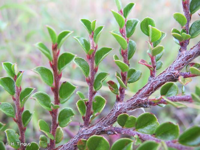 Cotonéaster horizontal (Cotoneaster horizontalis) © H. Tinguy