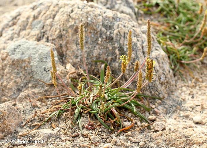 Plantain maritime (Plantago maritima) © O. Roquinarc'h