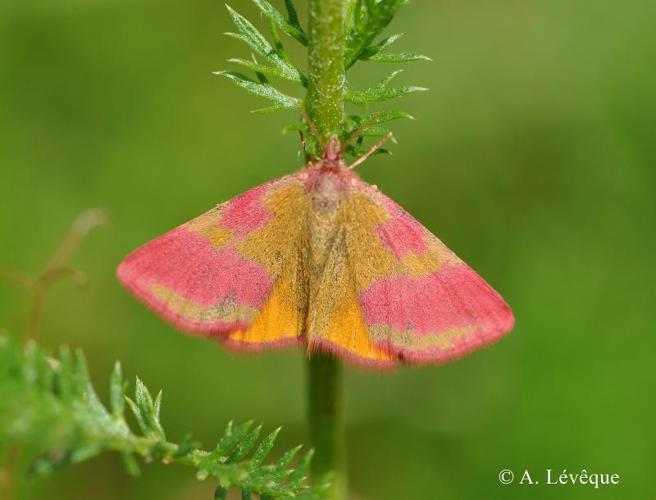 Ensanglantée de l'Oseille (L') (Lythria cruentaria) © A. Lévêque