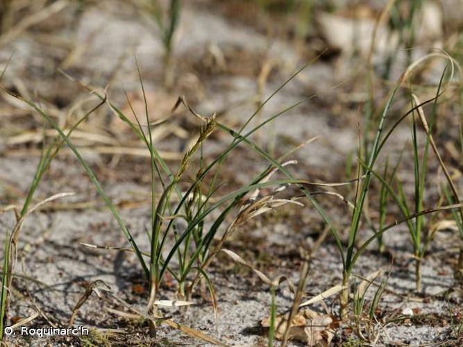  Salsepareille des pauvres (Carex arenaria) © O. Roquinarc'h