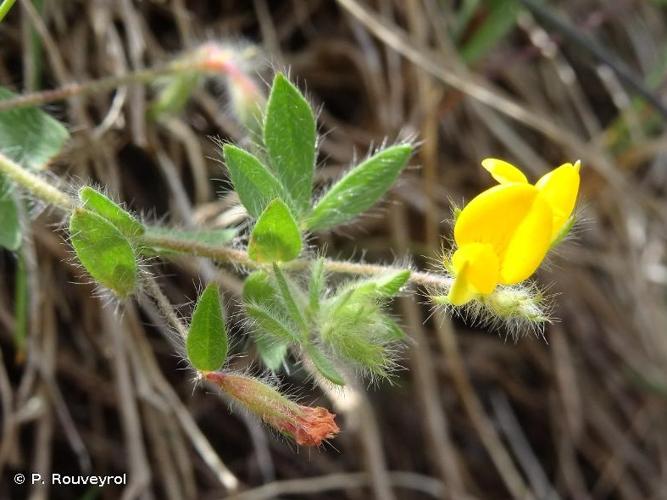 Lotier hispide (Lotus hispidus) © P. Rouveyrol