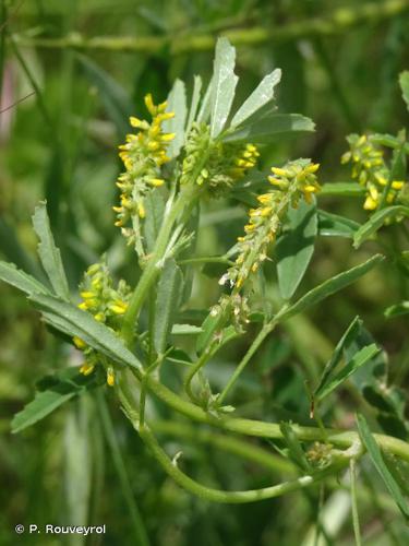  Mélilot d'Inde (Melilotus indicus) © P. Rouveyrol