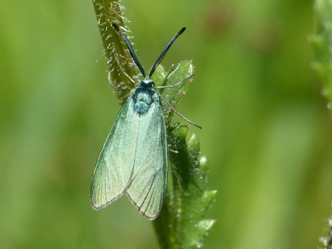 Turquoise de la Sarcille (Adscita statices) © Morvan Debroize