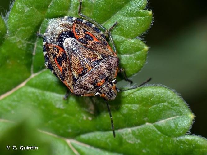 Holcogaster fibulata © C. Quintin