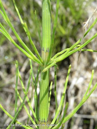 Prêle du littoral (Equisetum x litorale) © S. Sant/Parc Amazonien de Guyane