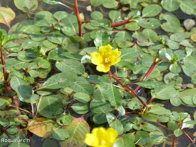  Jussie (Ludwigia peploides) © O. Roquinarc'h