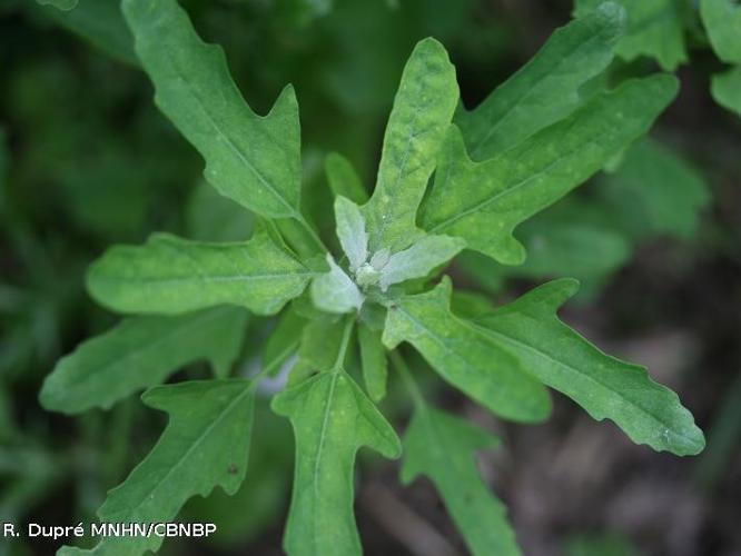  Chénopode tardif (Chenopodium ficifolium) © R. Dupré MNHN/CBNBP