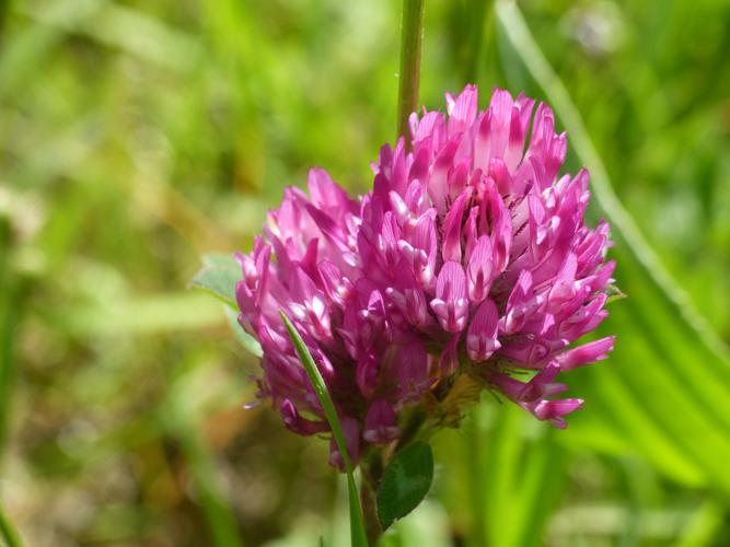 Trèfle des prés (Trifolium pratense) © Morvan Debroize