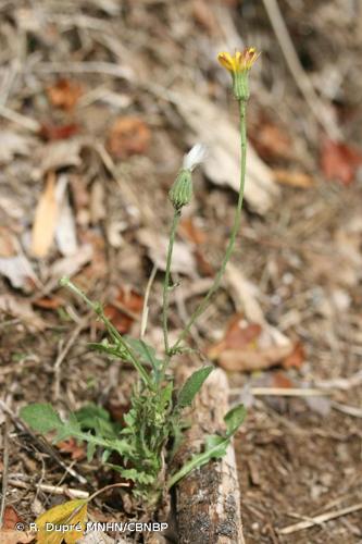 Crépide fétide (Crepis foetida) © R. Dupré MNHN/CBNBP