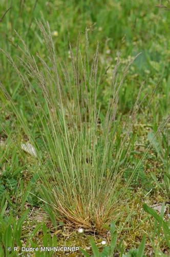 Fétuque durette (Festuca brevipila) © R. Dupré MNHN/CBNBP