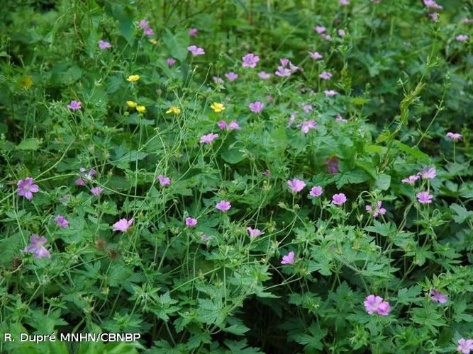 Géranium (Geranium x oxonianum) © R. Dupré MNHN/CBNBP