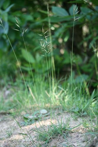 Avoine de Loudun (Helictochloa marginata) © R. Dupré MNHN/CBNBP