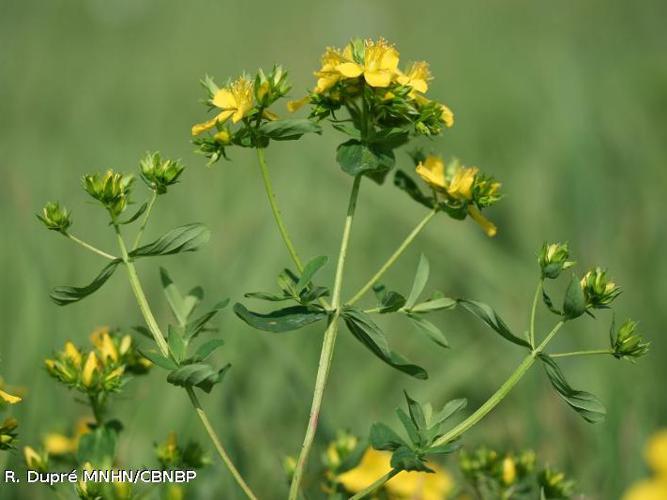 Millepertuis de Desétangs (Hypericum x desetangsii) © R. Dupré MNHN/CBNBP
