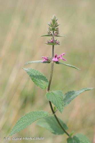 Épiaire ambiguë (Stachys x ambigua) © R. Dupré MNHN/CBNBP