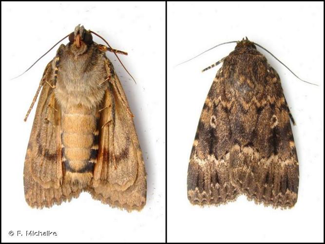 Noctuelle berbère (La) (Amphipyra berbera) © F. Michalke