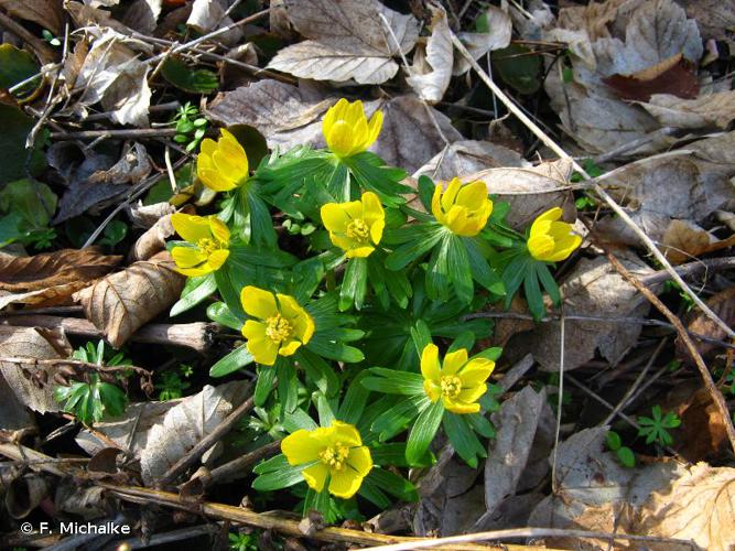 Éranthe d'hiver (Eranthis hyemalis) © F. Michalke