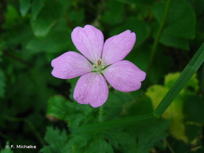 Géranium d'Endress (Geranium endressii) © F. Michalke