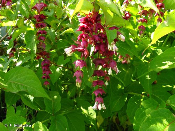 Leycesteria formosa © F. Michalke