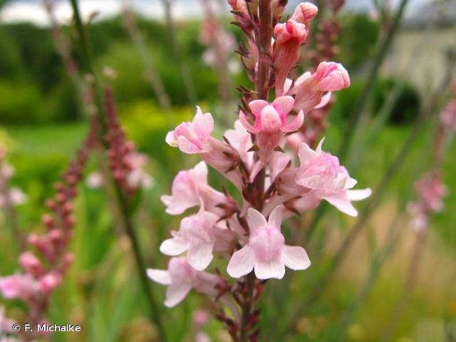 Linaria purpurea © F. Michalke