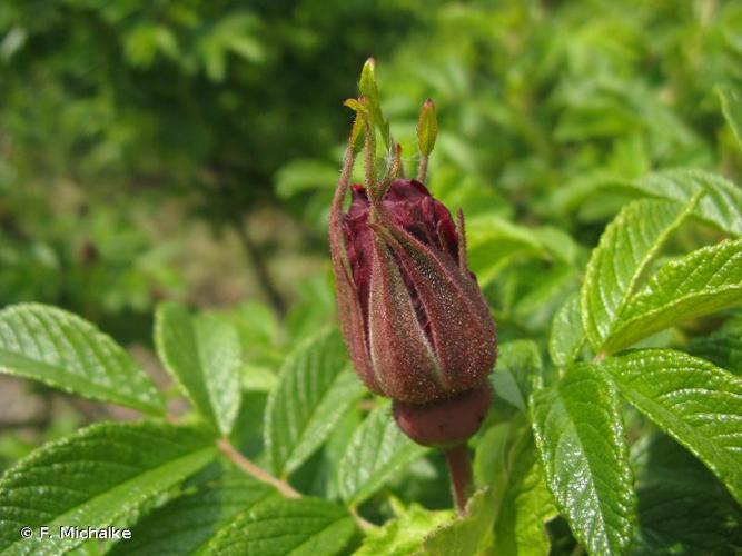 Rosier rugueux (Rosa rugosa) © F. Michalke