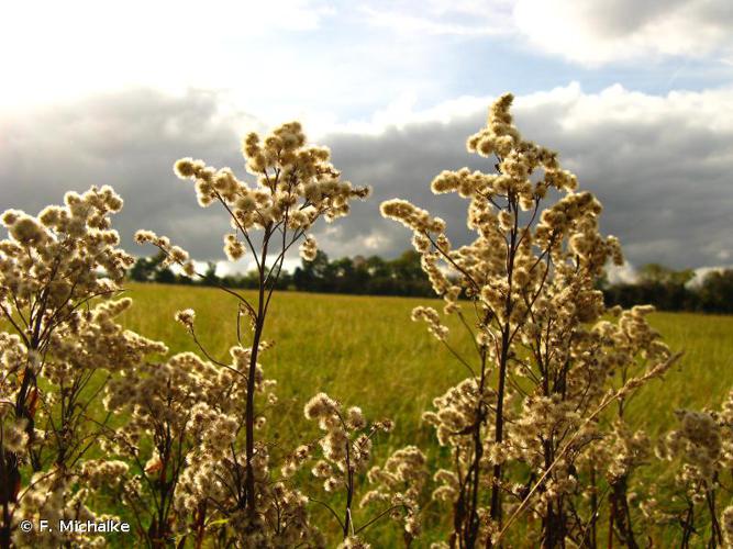  Gerbe-d'or (Solidago canadensis) © F. Michalke