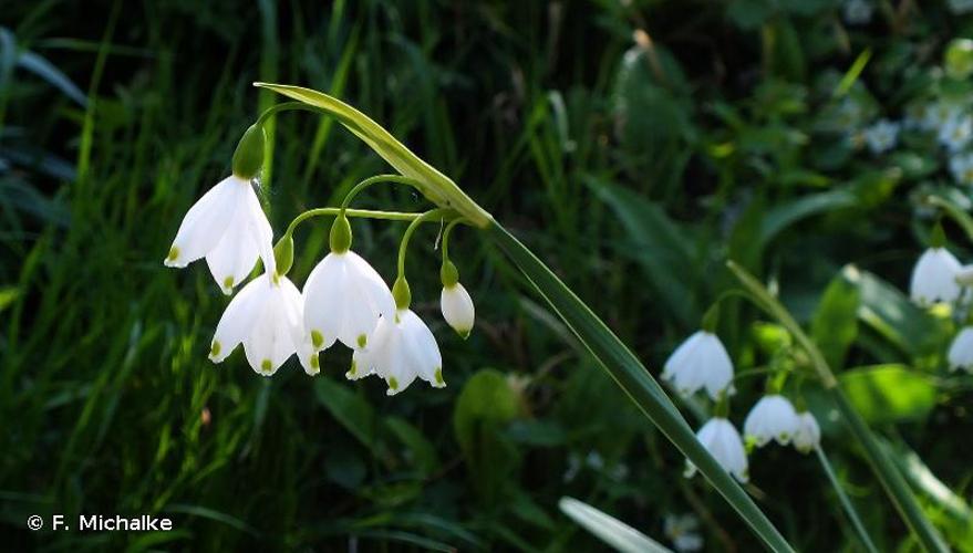 Nivéole d'été (Leucojum aestivum) © F. Michalke