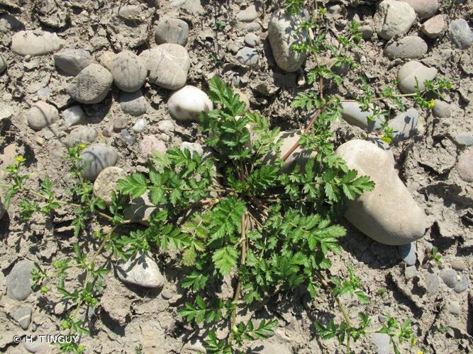 Potentille couchée (Potentilla supina) © H. Tinguy