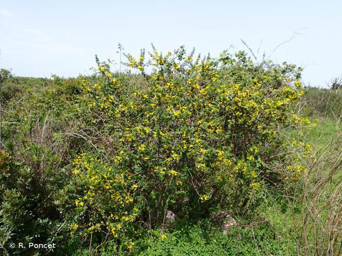  Cytise strié (Cytisus striatus) © R. Poncet