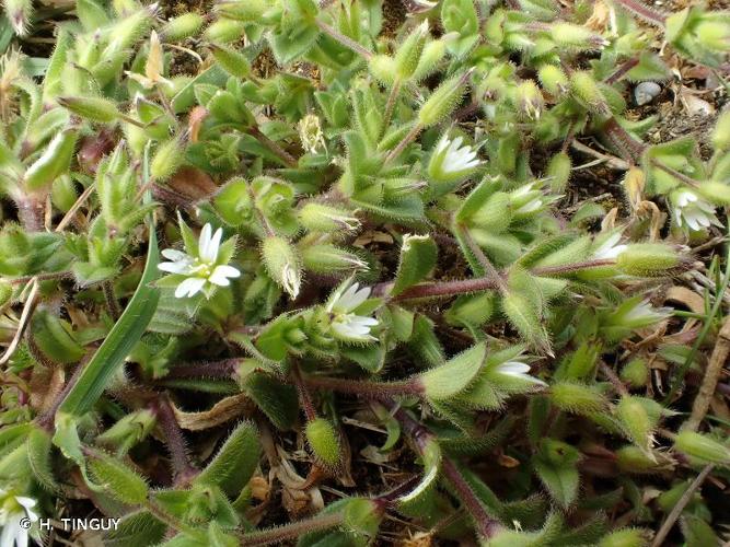  Céraiste à quatre étamines (Cerastium diffusum) © H. Tinguy