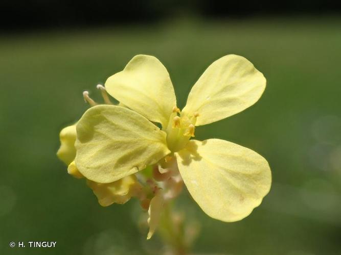  Ravaniscle (Rapistrum rugosum) © H. Tinguy