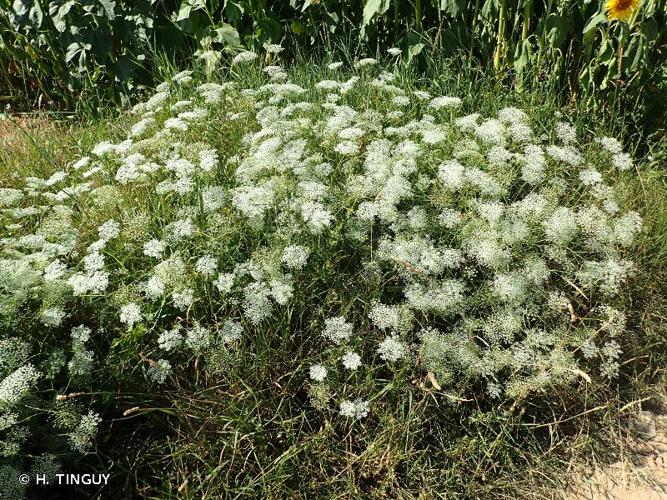 Falcaire de Rivin (Falcaria vulgaris) © H. Tinguy