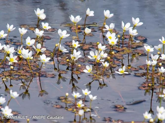  Renoncule toute blanche (Ranunculus ololeucos) © E. SANSAULT, ANEPE Caudalis