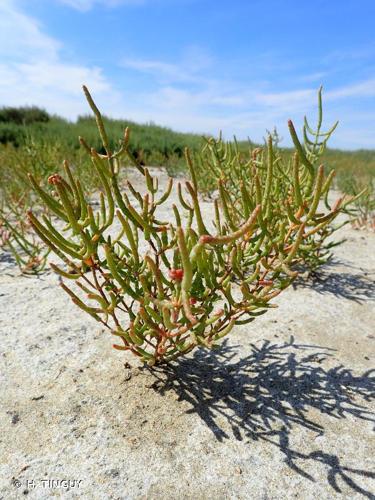  Salicorne de Lorraine (Salicornia stricta) © H. Tinguy