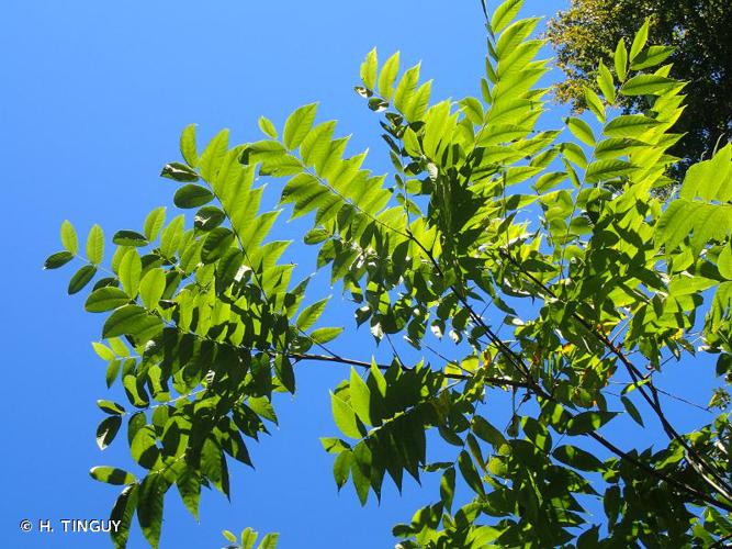 Noyer noir (Juglans nigra) © H. Tinguy