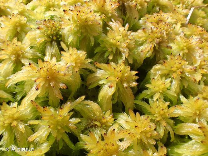 Sphagnum angustifolium © H. Tinguy