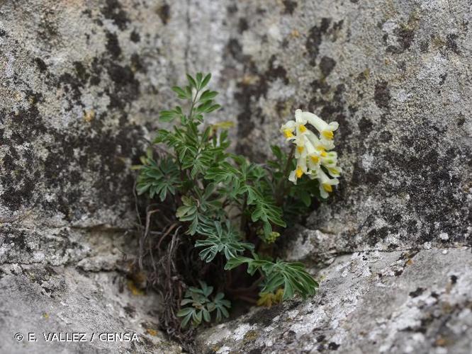 Corydale jaunâtre (Pseudofumaria alba) © E. VALLEZ / CBNSA