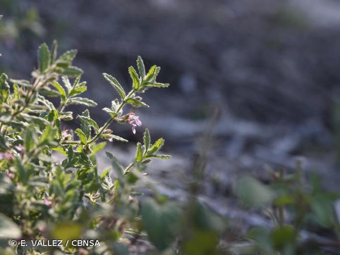 Germandrée des marais (Teucrium scordium) © E. VALLEZ / CBNSA