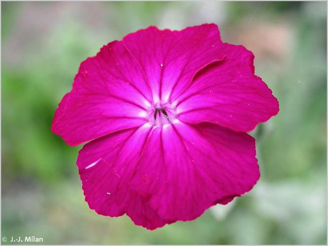 Coquelourde des jardins (Silene coronaria) © J.-J. Milan