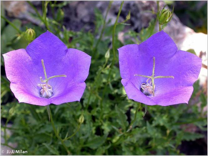 Campanule des Carpathes (Campanula carpatica) © J.-J. Milan